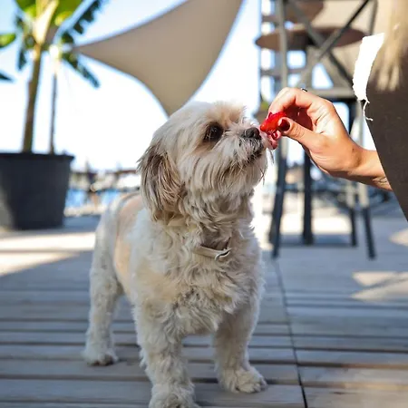 Elista & גולטורקבוקו